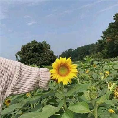 合金幻想bt放开版下载